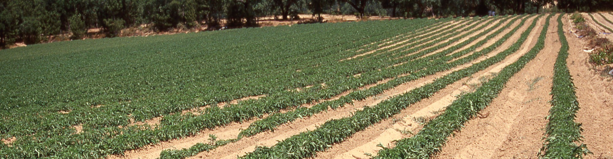 Agriculture in Portugal: Food, Development and Sustainability (1870-2010)